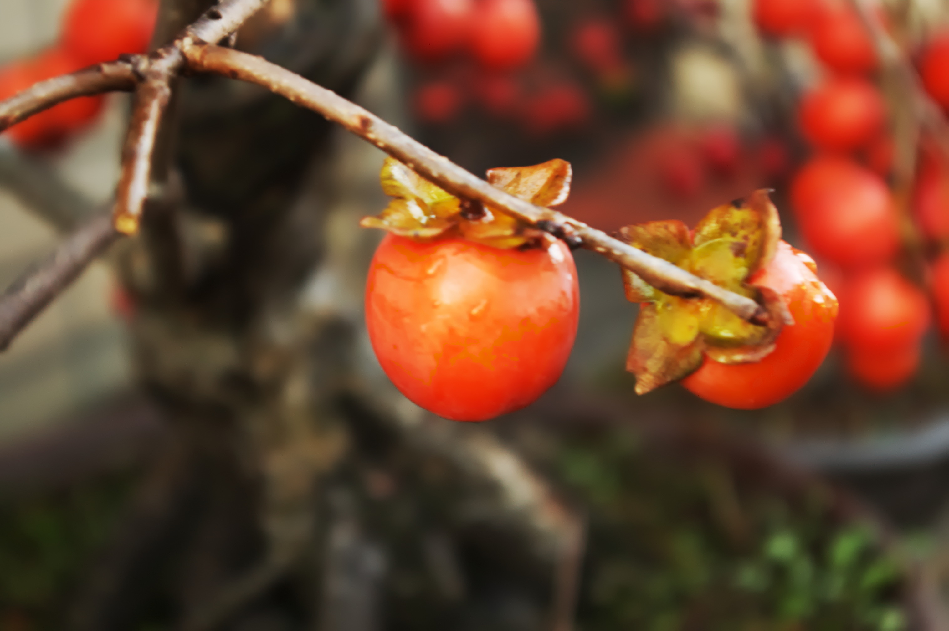 date-plum